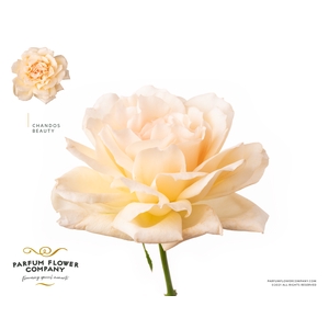 Rosa Parfum Chandos Beauty