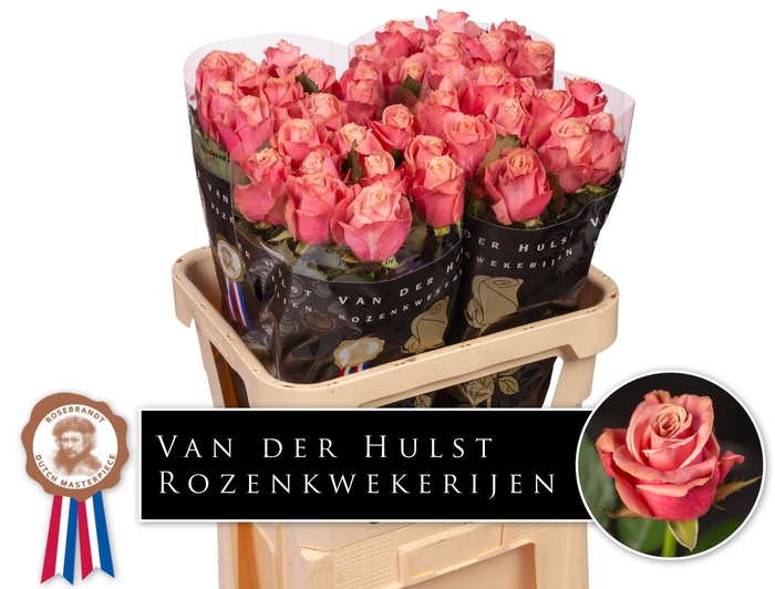<h4>R Gr Adele Hulst</h4>