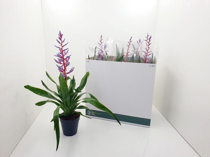 <h4>AECH BLUE RAIN</h4>