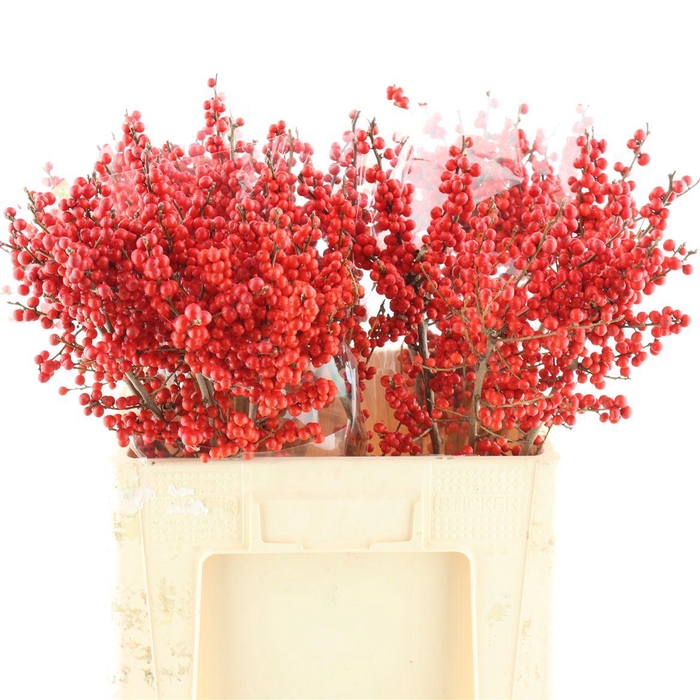 <h4>Ilex Ve Rode Bes</h4>