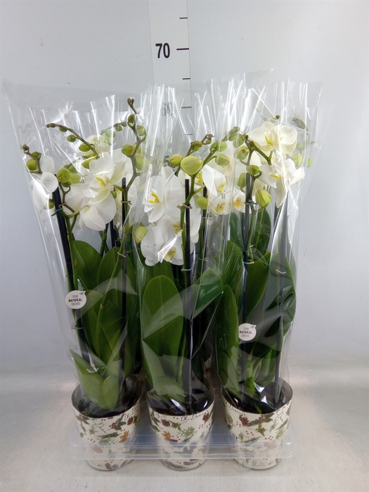 <h4>Phalaenopsis   ...white</h4>