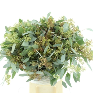 Euca Populus Berries Long 300gr