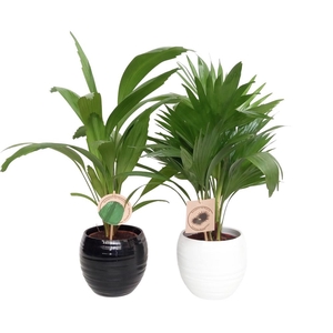 Luxe palm mix in handmade bol pot 15.5 cm zwart/wit keramiek