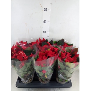 Euphorbia pulc. 'Fantasy Star'