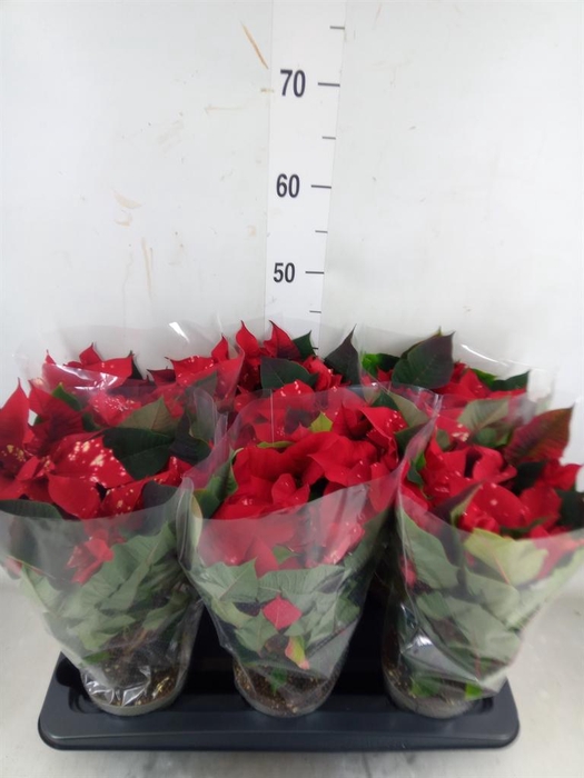 <h4>Euphorbia pulc. 'Fantasy Star'</h4>