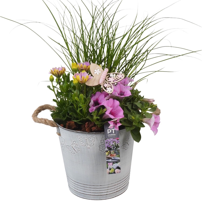 <h4>PTPP6816 Arrangement Patio in metalen bak</h4>