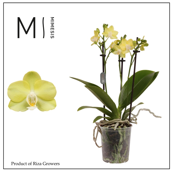 <h4>Mimesis Phal. Goldilocks - 3 spike 9cm</h4>