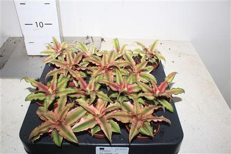 <h4>Cryptan Gem</h4>