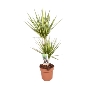 Dracaena marg. 'Sunray'