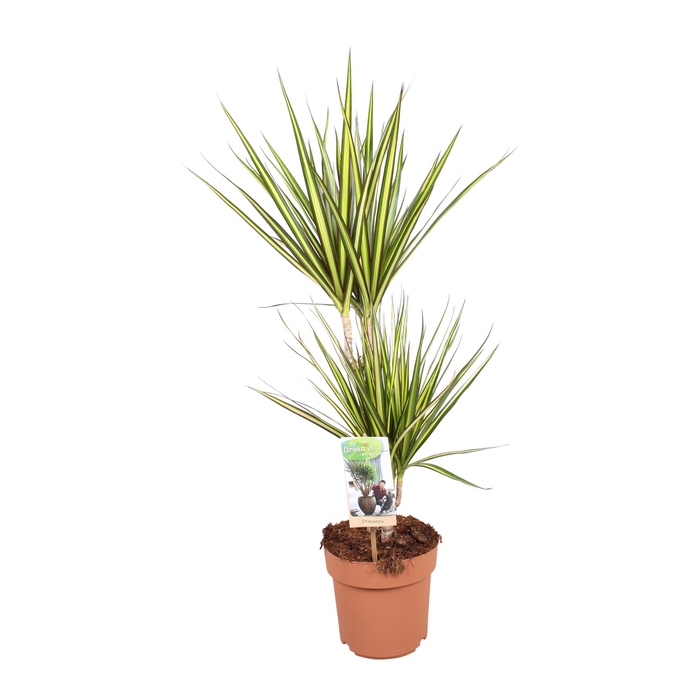 <h4>Dracaena marg. 'Sunray'</h4>