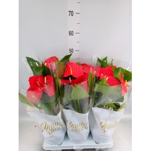 Anthurium andr. 'Casparo'