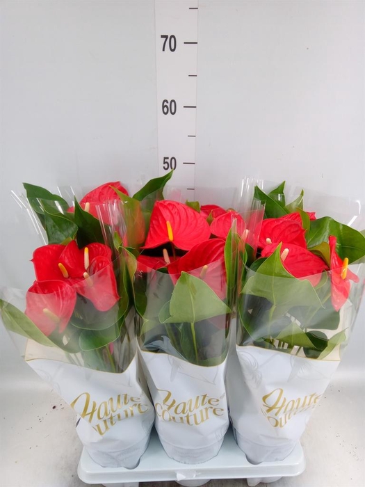 <h4>Anthurium andr. 'Casparo'</h4>