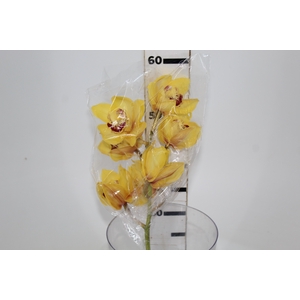 CYMBIDIUM HT 5/9 FLS AMARELO