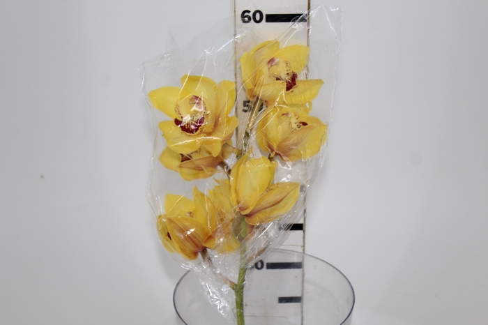 <h4>CYMBIDIUM HT 5/9 FLS AMARELO</h4>