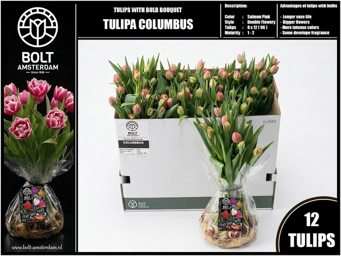 <h4>TU DU COLUMBUS</h4>