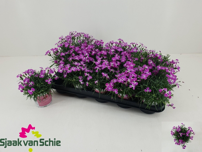 <h4>DIAN DIANTICA GEM</h4>