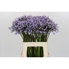 Agapanthus Silberpfeil