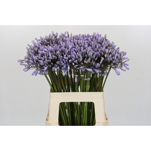 Agapanthus Silberpfeil