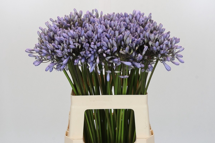 <h4>Agapanthus Silberpfeil</h4>