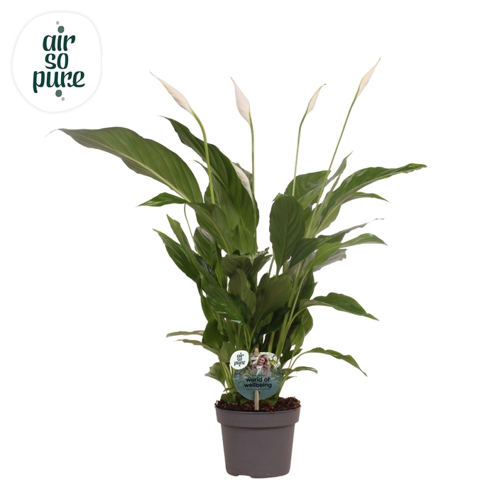 <h4>Spathiphyllum 13 cm Strauss Air so Pure - WOW etiket</h4>