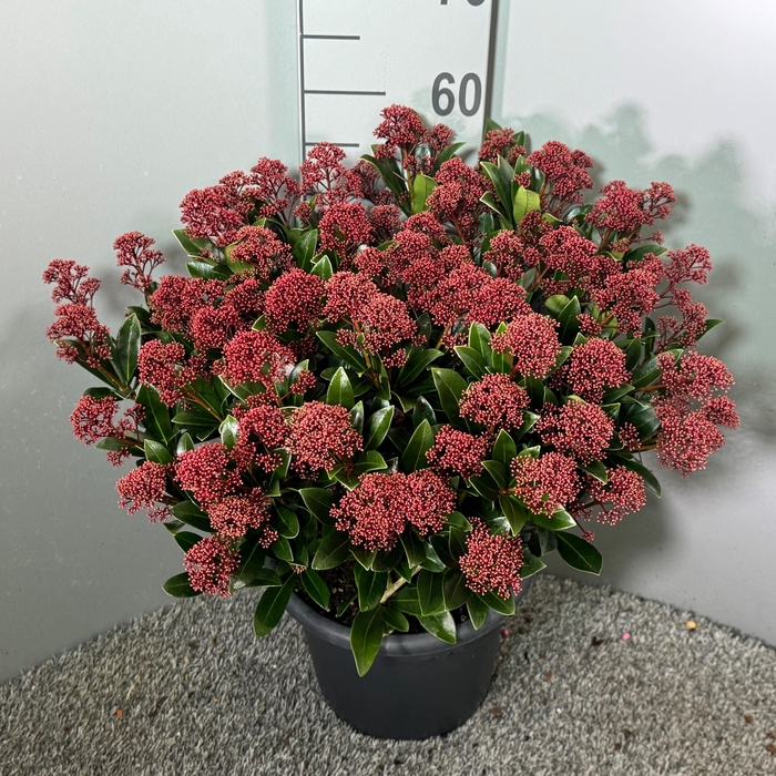 <h4>Skimmia japonica 'Rubella'</h4>