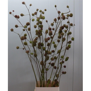 Glycyrrhiza Y Zoethout 160cm P Stem