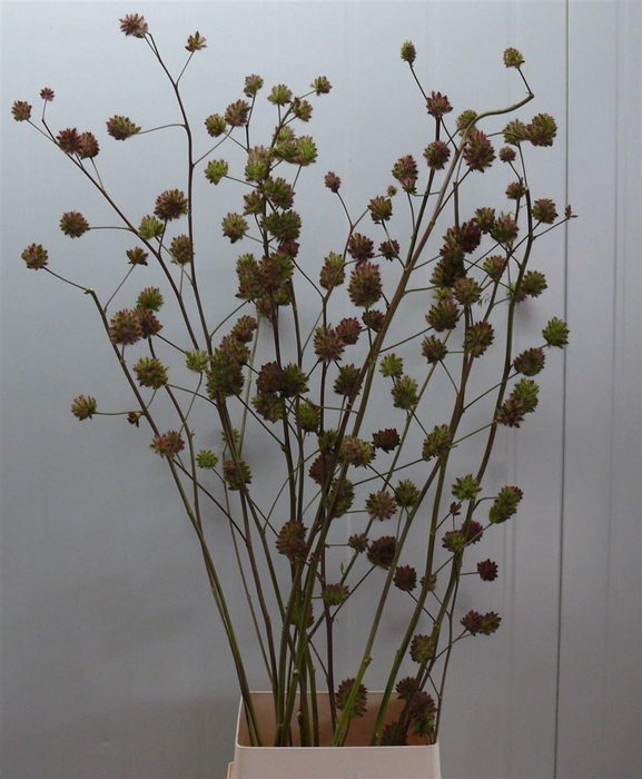 <h4>Glycyrrhiza Y Zoethout 160cm P Stem</h4>