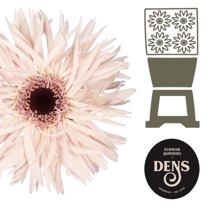 Gerbera Spider Cream Springs Diamond