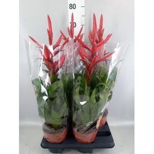 Tillandsia  'Naomi'