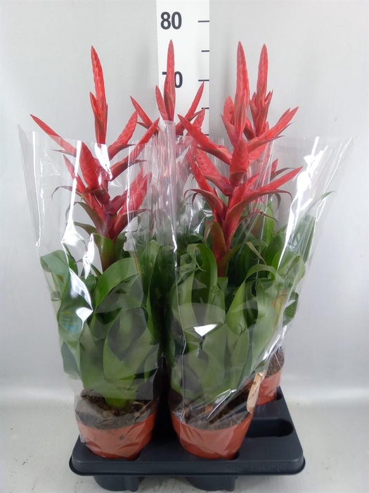 <h4>Tillandsia 'Naomi'</h4>