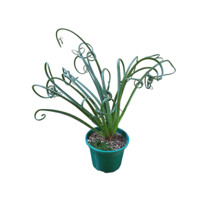 ALBUCA SPIRALIS P14 SEM FLOR