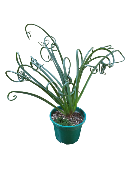 <h4>ALBUCA SPIRALIS P14 SEM FLOR</h4>