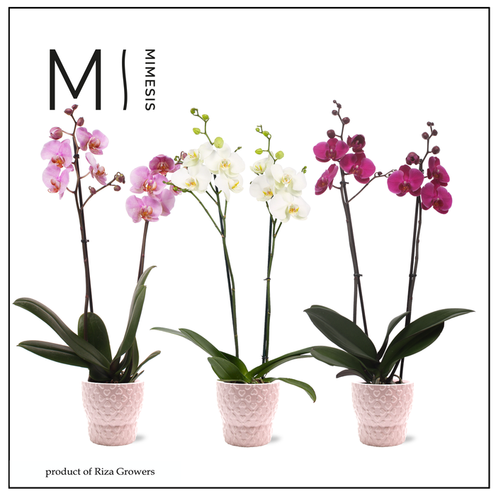 <h4>Phalaenopsis Love Mix 2 spike - 12cm in Verona Pink | Mimesis</h4>