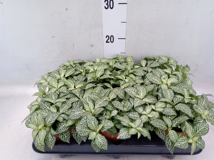 <h4>Fittonia   ...</h4>