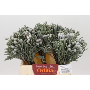 Kaaps Groen Silver Brunia