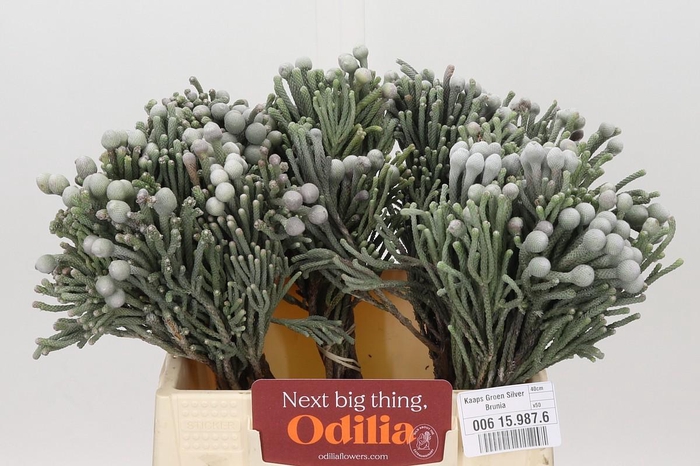 <h4>Kaaps Groen Silver Brunia</h4>