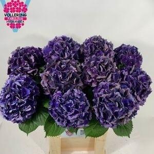HYDR M ROYAL KING CL