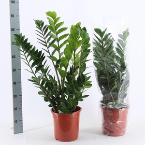 ZAMIO ZAMIIFOLIA