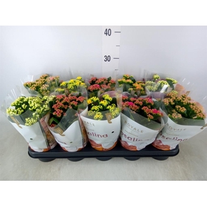 Kalanchoe blos. 'RoyalDon'   ..mix