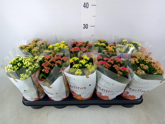 <h4>Kalanchoe blos. 'RoyalDon'   ..mix</h4>