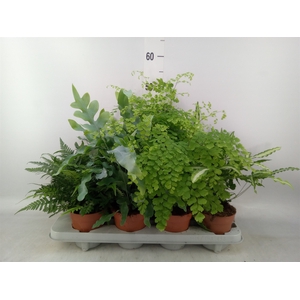 Ferns   ...mix
