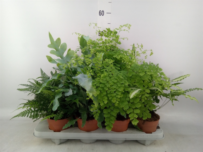 <h4>Ferns   ...mix</h4>