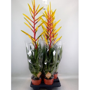 Tillandsia  'Luminosa'