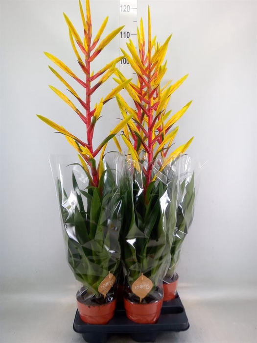 <h4>Tillandsia  'Luminosa'</h4>