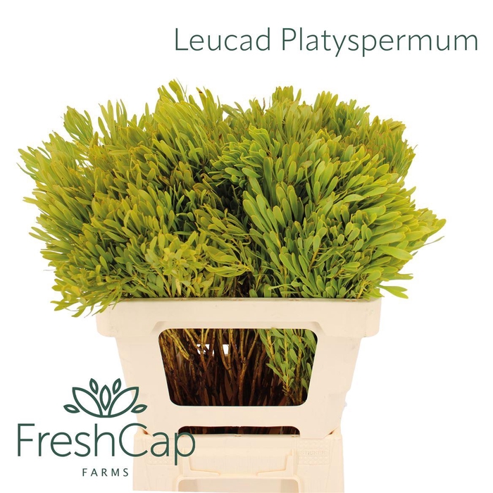 <h4>Leucad Platyspermum</h4>