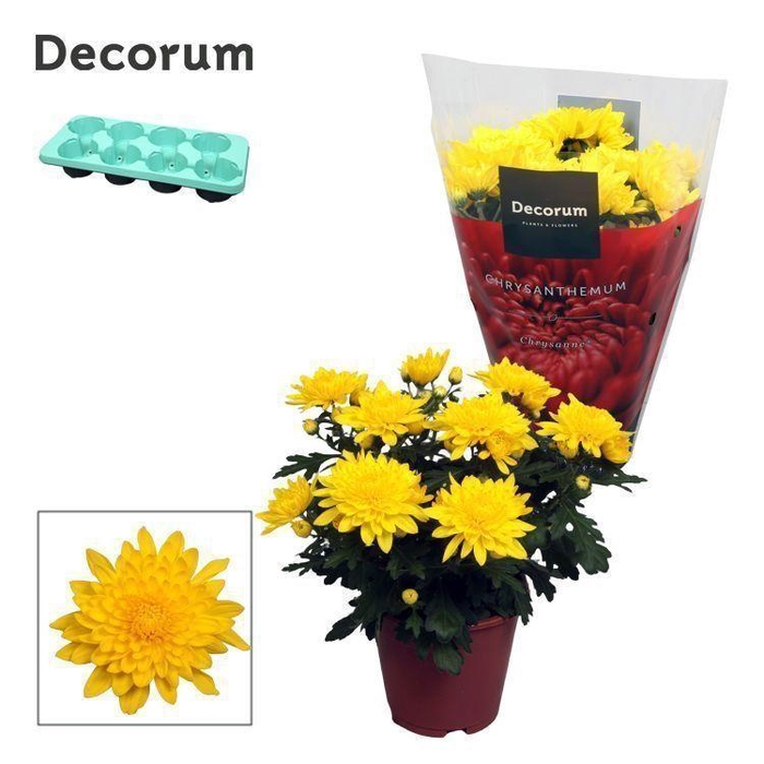 Chrysanne® Grandezza Yellow