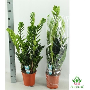 Zamioculcas zamifolia 21Ø 100cm 10st