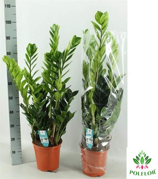 Zamioculcas zamifolia 21Ø 100cm 10st