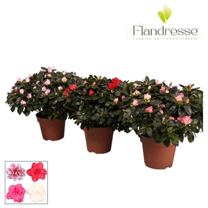 Azalea Flandresse® 'gemengd' 37 - 40 cm