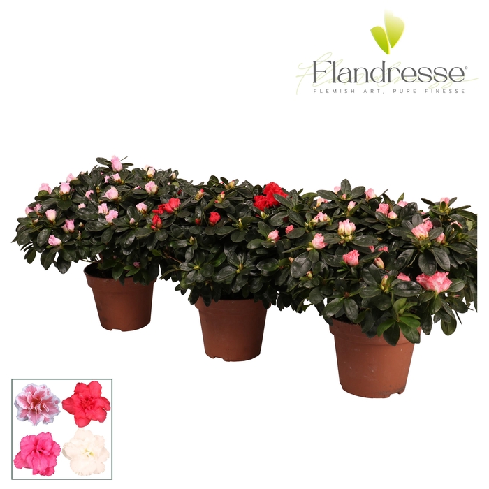 <h4>Azalea Flandresse® 'gemengd' 37 - 40 cm</h4>